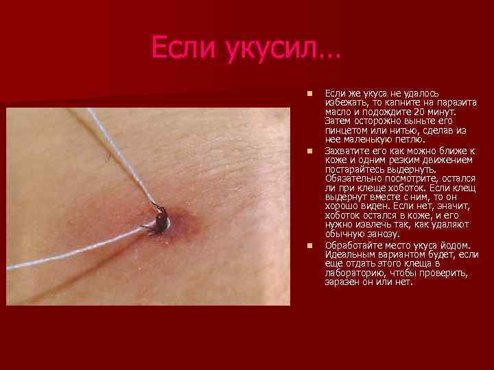 Если укусил… n n n Если же укуса не удалось избежать, то капните на