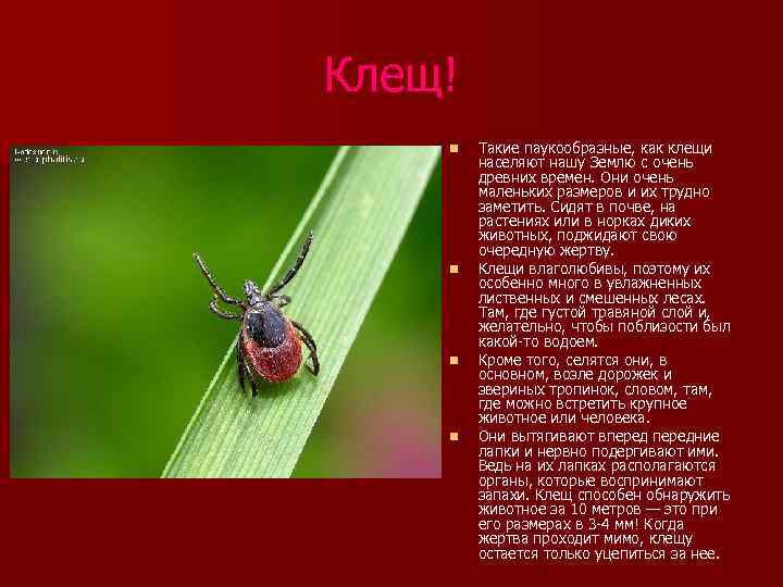 Клещ! n n Такие паукообразные, как клещи населяют нашу Землю с очень древних времен.