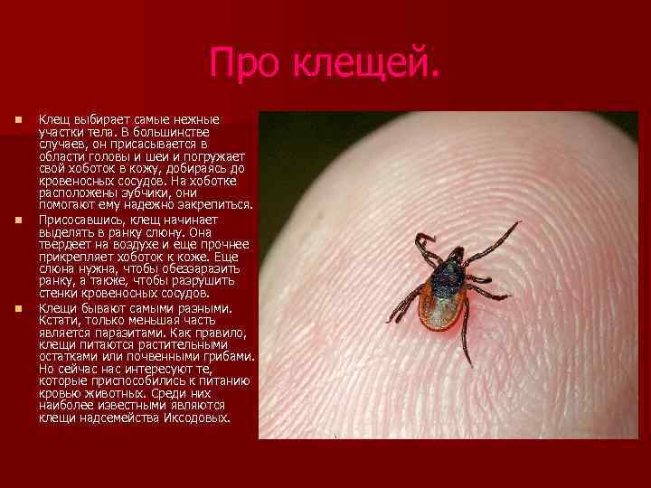 Про клещей. n n n Клещ выбирает самые нежные участки тела. В большинстве случаев,