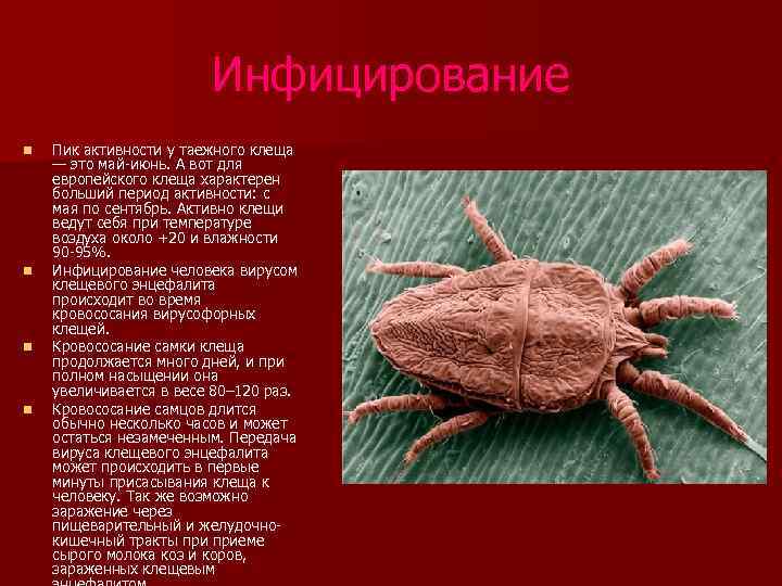 Инфицирование n n Пик активности у таежного клеща — это май-июнь. А вот для