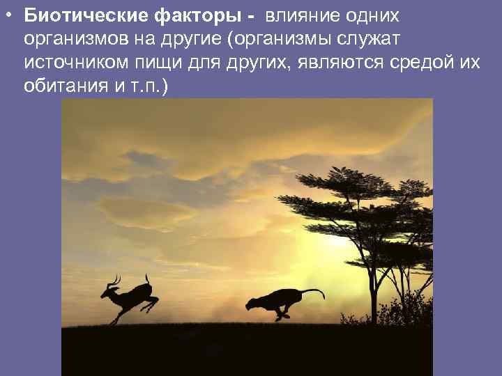  • Биотические факторы - влияние одних организмов на другие (организмы служат источником пищи