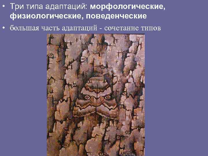  • Три типа адаптаций: морфологические, физиологические, поведенческие • большая часть адаптаций - сочетание