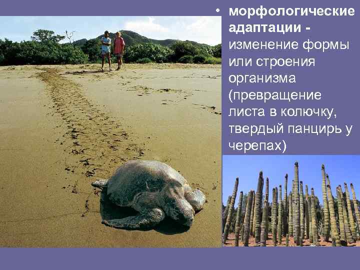  • морфологические адаптации изменение формы или строения организма (превращение листа в колючку, твердый