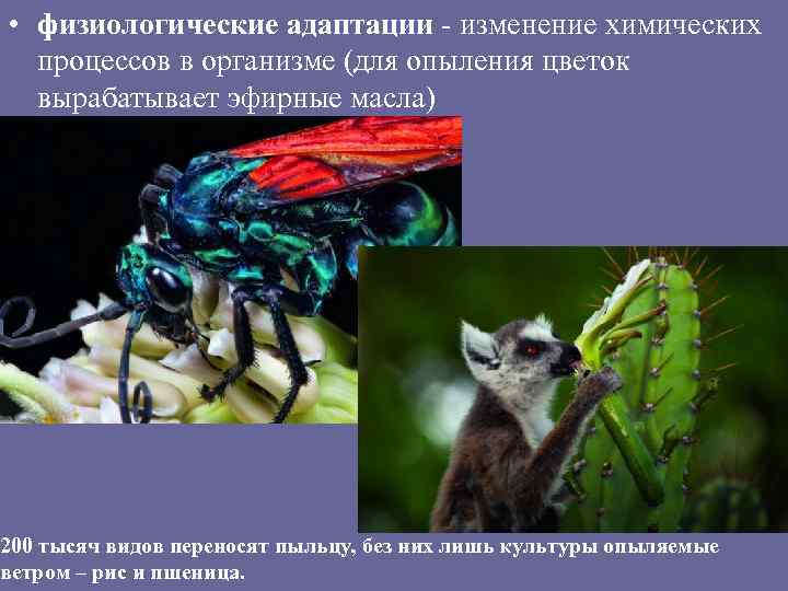  • физиологические адаптации - изменение химических процессов в организме (для опыления цветок вырабатывает