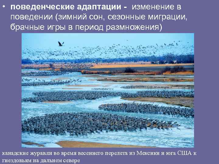  • поведенческие адаптации - изменение в поведении (зимний сон, сезонные миграции, брачные игры