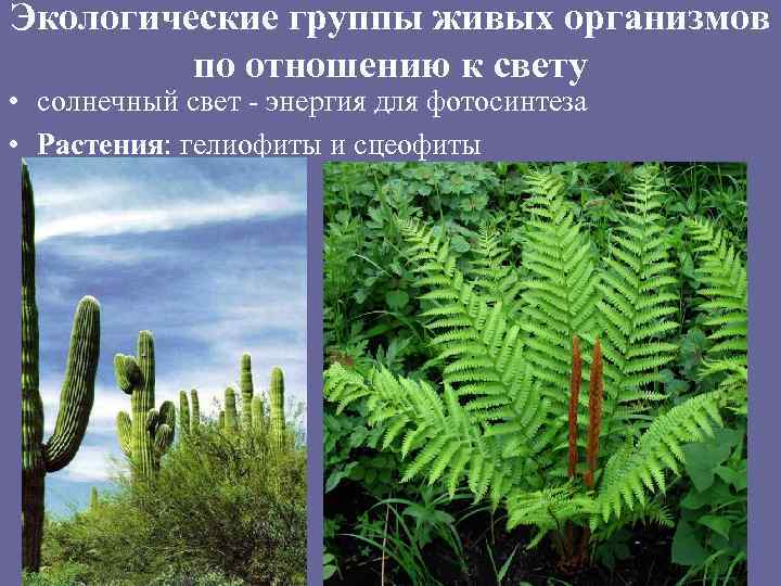 Экологические группы живых организмов по отношению к свету • солнечный свет - энергия для