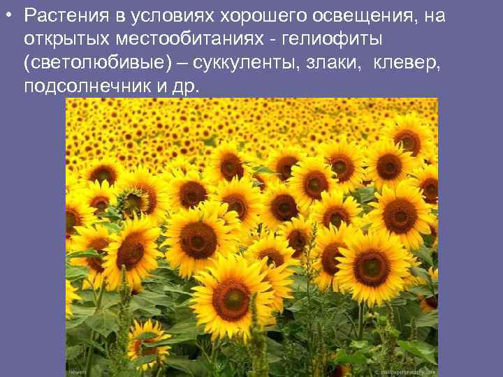  • Растения в условиях хорошего освещения, на открытых местообитаниях - гелиофиты (светолюбивые) –