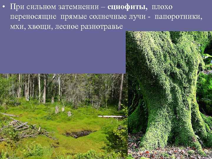  • При сильном затемнении – сциофиты, плохо переносящие прямые солнечные лучи - папоротники,