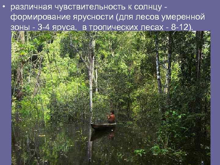  • различная чувствительность к солнцу формирование ярусности (для лесов умеренной зоны - 3