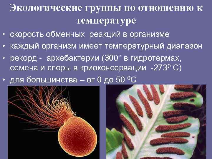 Экологические группы по отношению к температуре • скорость обменных реакций в организме • каждый
