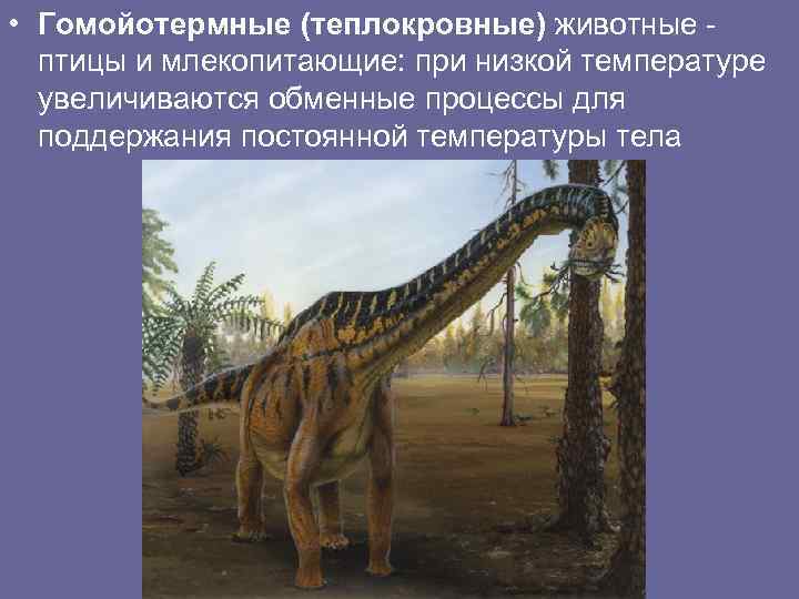  • Гомойотермные (теплокровные) животные птицы и млекопитающие: при низкой температуре увеличиваются обменные процессы