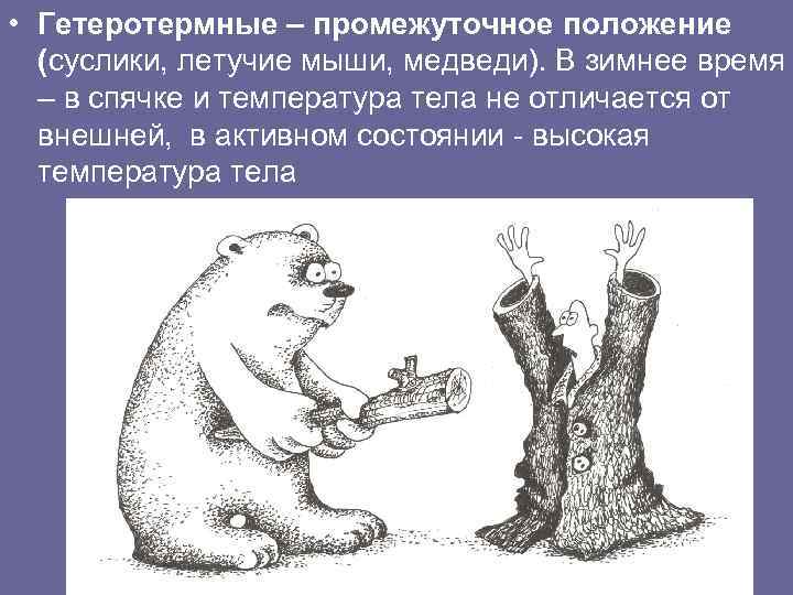  • Гетеротермные – промежуточное положение (суслики, летучие мыши, медведи). В зимнее время –