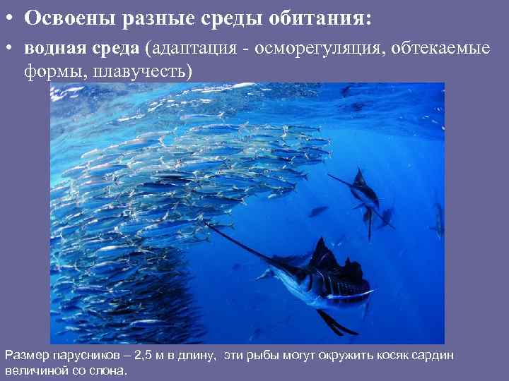  • Освоены разные среды обитания: • водная среда (адаптация - осморегуляция, обтекаемые формы,