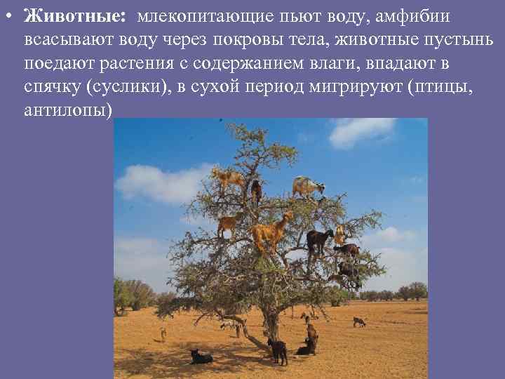  • Животные: млекопитающие пьют воду, амфибии всасывают воду через покровы тела, животные пустынь