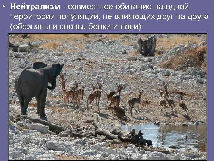  • Нейтрализм - совместное обитание на одной территории популяций, не влияющих друг на