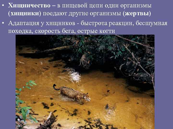  • Хищничество – в пищевой цепи одни организмы (хищники) поедают другие организмы (жертвы)