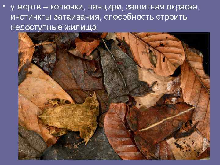  • у жертв – колючки, панцири, защитная окраска, инстинкты затаивания, способность строить недоступные