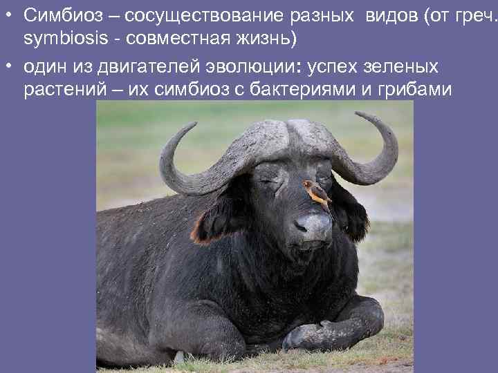  • Симбиоз – сосуществование разных видов (от греч. symbiosis - совместная жизнь) •