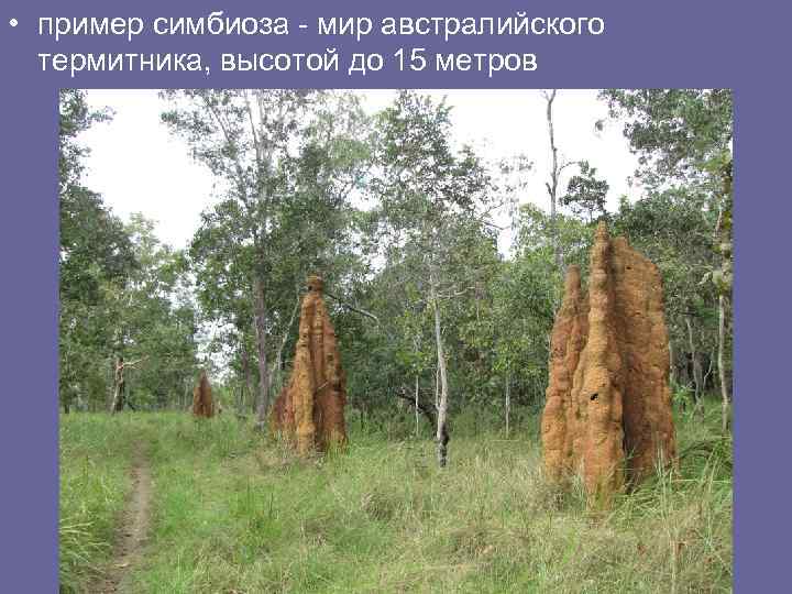  • пример симбиоза - мир австралийского термитника, высотой до 15 метров 