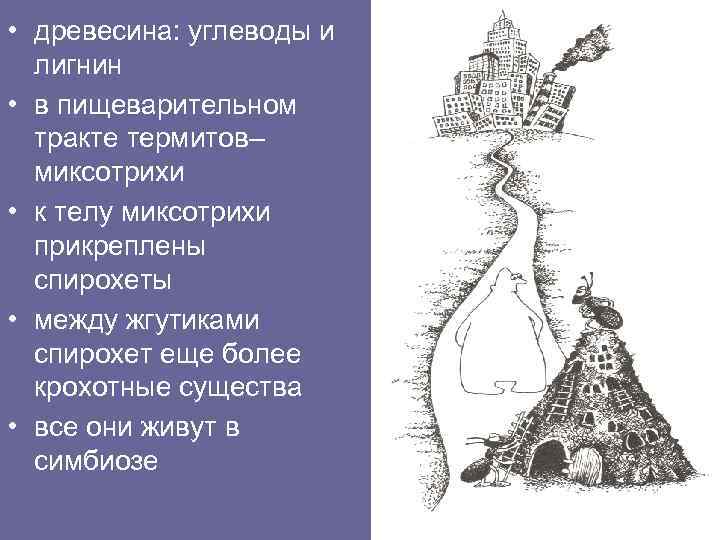  • древесина: углеводы и лигнин • в пищеварительном тракте термитов– миксотрихи • к