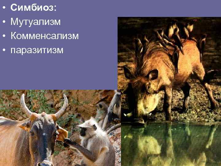  • • Симбиоз: Мутуализм Комменсализм паразитизм 