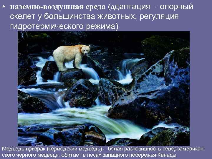  • наземно-воздушная среда (адаптация - опорный скелет у большинства животных, регуляция гидротермического режима)