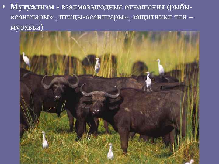  • Мутуализм - взаимовыгодные отношения (рыбы «санитары» , птицы- «санитары» , защитники тли