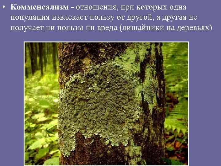  • Комменсализм - отношения, при которых одна популяция извлекает пользу от другой, а