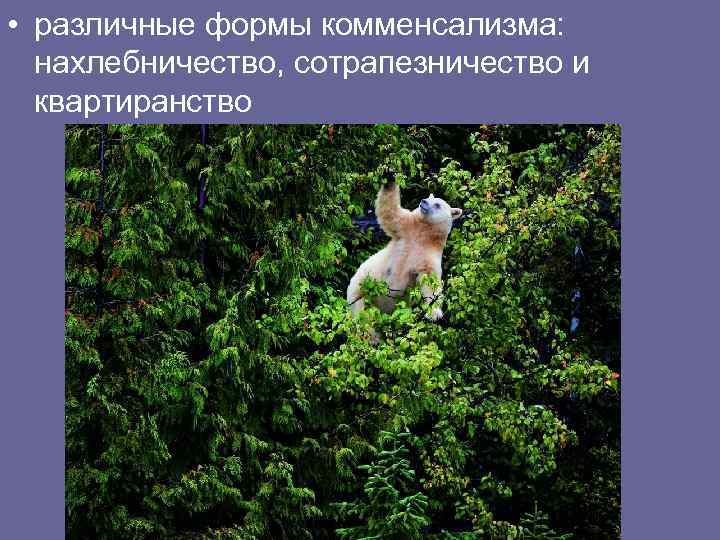  • различные формы комменсализма: нахлебничество, сотрапезничество и квартиранство 