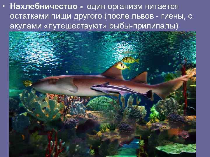  • Нахлебничество - один организм питается остатками пищи другого (после львов - гиены,