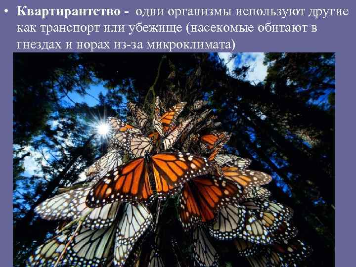  • Квартирантство - одни организмы используют другие как транспорт или убежище (насекомые обитают