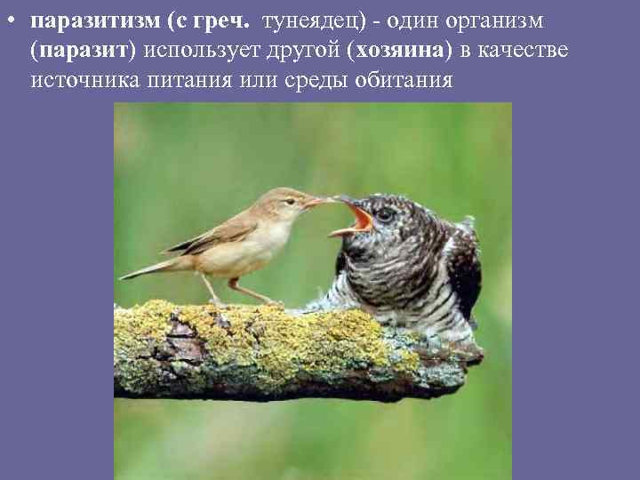 • паразитизм (с греч. тунеядец) - один организм (паразит) использует другой (хозяина) в