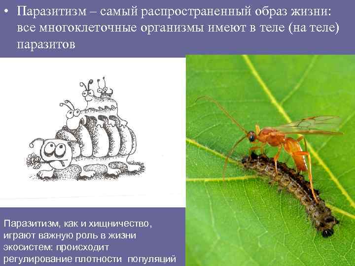  • Паразитизм – самый распространенный образ жизни: все многоклеточные организмы имеют в теле