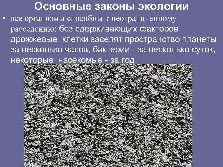 Основные законы экологии • все организмы способны к неограниченному расселению: без сдерживающих факторов дрожжевые