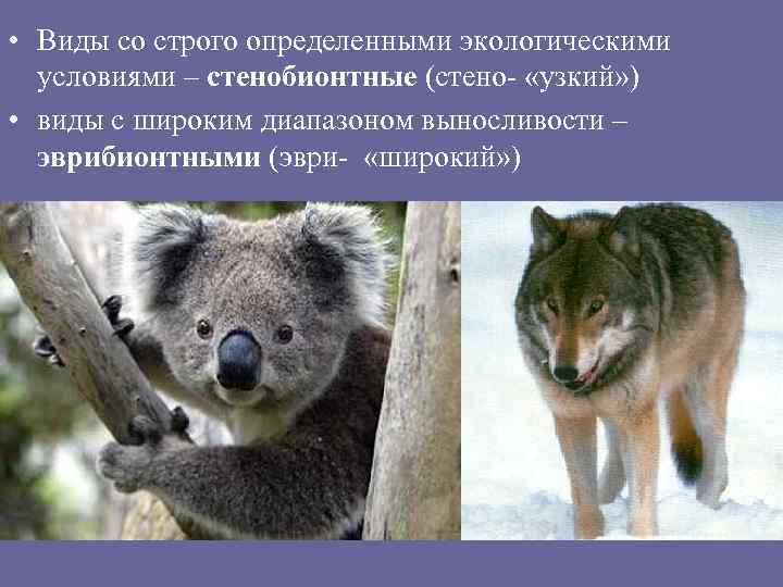  • Виды со строго определенными экологическими условиями – стенобионтные (стено- «узкий» ) •