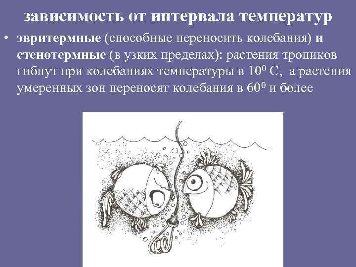 зависимость от интервала температур • эвритермные (способные переносить колебания) и стенотермные (в узких пределах):