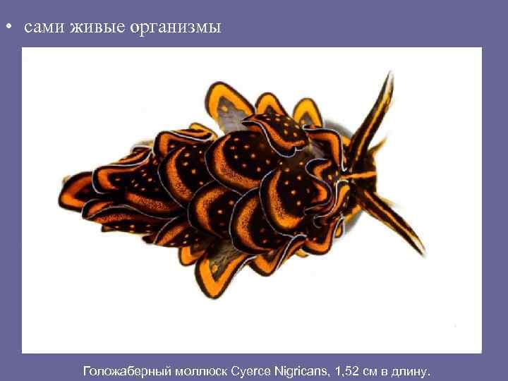  • сами живые организмы Голожаберный моллюск Cyerce Nigricans, 1, 52 см в длину.