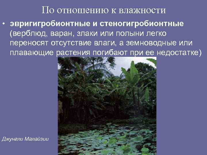 По отношению к влажности • эвригигробионтные и стеногигробионтные (верблюд, варан, злаки или полыни легко