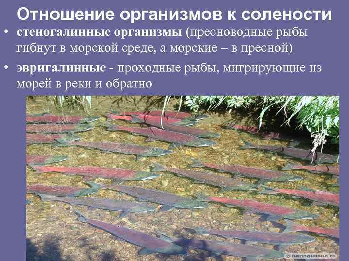 Отношение организмов к солености • стеногалинные организмы (пресноводные рыбы гибнут в морской среде, а