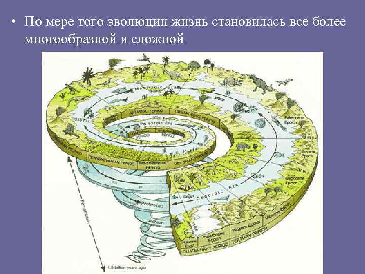  • По мере того эволюции жизнь становилась все более многообразной и сложной 