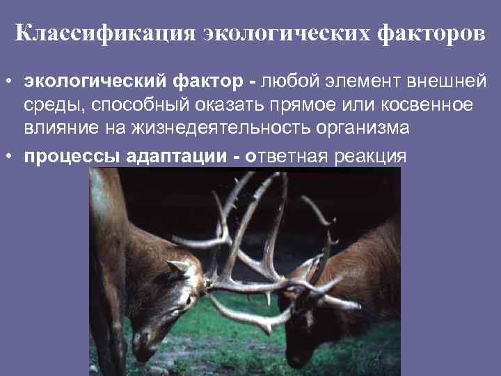 Классификация экологических факторов • экологический фактор - любой элемент внешней среды, способный оказать прямое