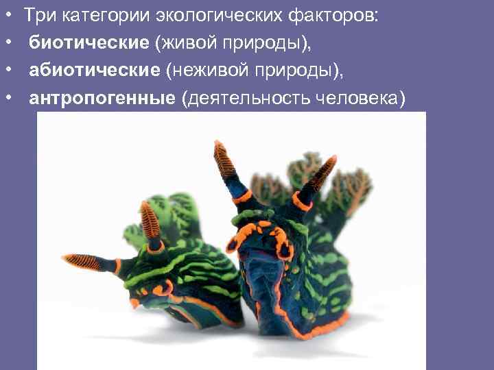  • • Три категории экологических факторов: биотические (живой природы), абиотические (неживой природы), антропогенные