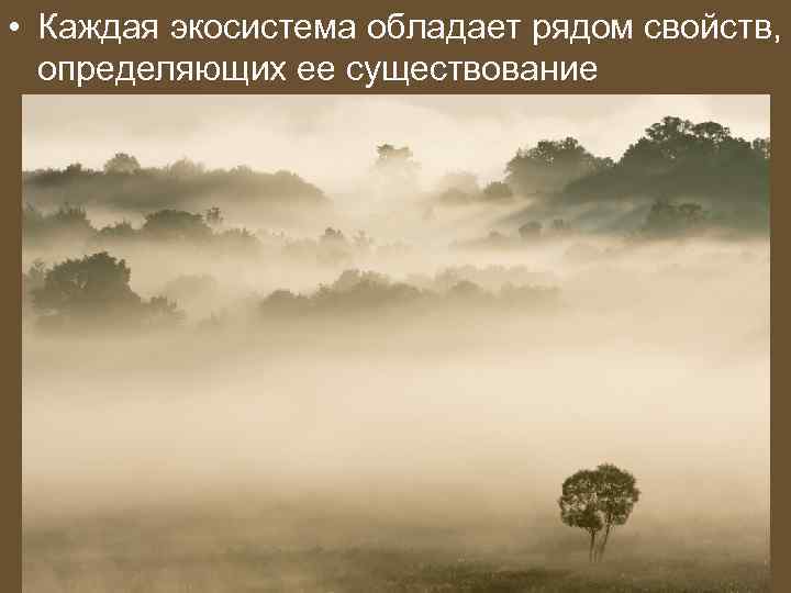  • Каждая экосистема обладает рядом свойств, определяющих ее существование 