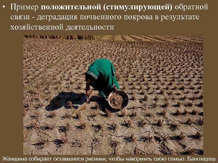  • Пример положительной (стимулирующей) обратной связи - деградация почвенного покрова в результате хозяйственной