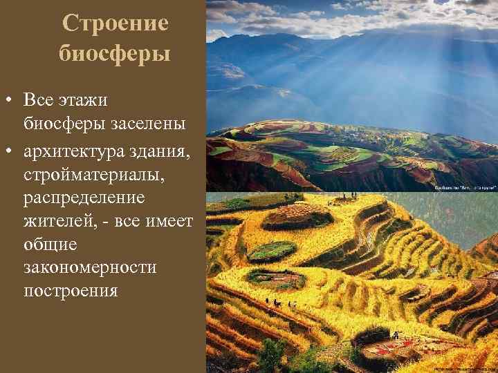Строение биосферы • Все этажи биосферы заселены • архитектура здания, стройматериалы, распределение жителей, -