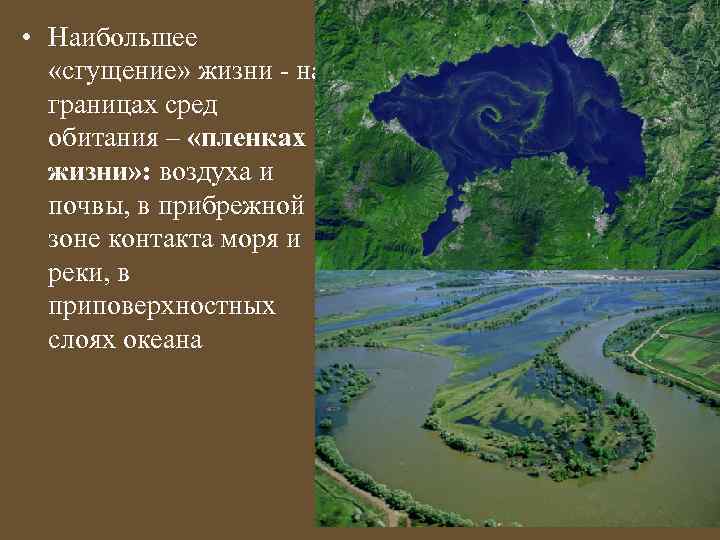  • Наибольшее «сгущение» жизни - на границах сред обитания – «пленках жизни» :