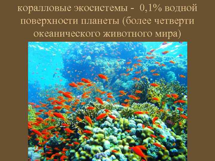 коралловые экосистемы - 0, 1% водной поверхности планеты (более четверти океанического животного мира) 