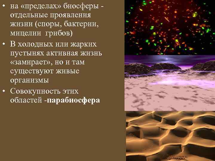  • на «пределах» биосферы отдельные проявления жизни (споры, бактерии, мицелии грибов) • В