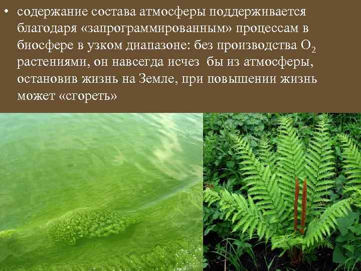  • содержание состава атмосферы поддерживается благодаря «запрограммированным» процессам в биосфере в узком диапазоне:
