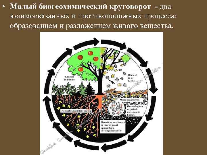 Биогеохимический круговорот схема